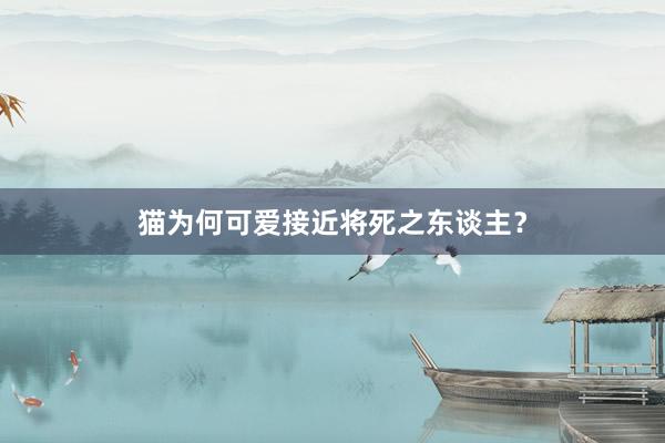 猫为何可爱接近将死之东谈主？